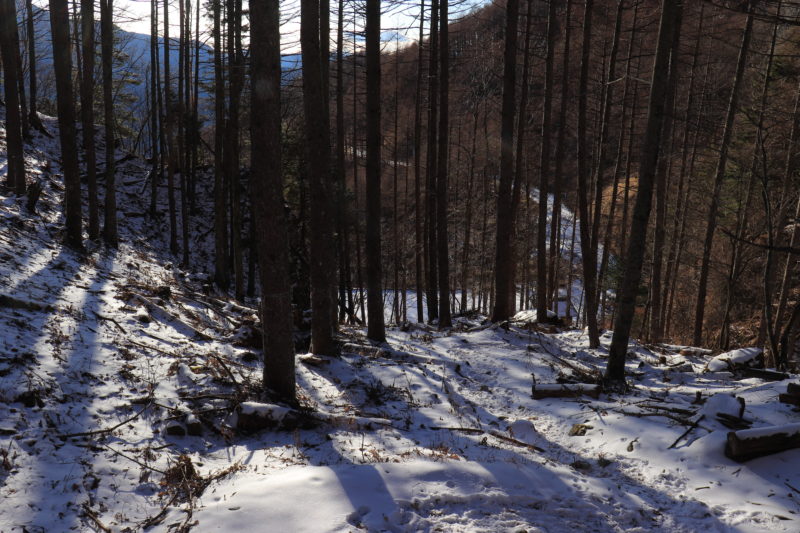 冬の針葉樹林